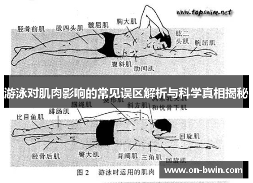游泳对肌肉影响的常见误区解析与科学真相揭秘